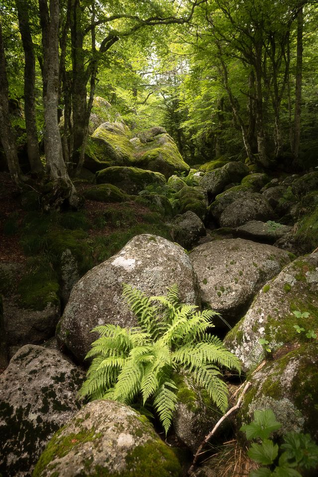 Au cœur de la forêt